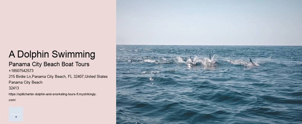 Dolphin Snorkeling Cruise