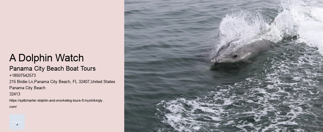 Salty Mary Dolphin And Snorkel Tours Reviews