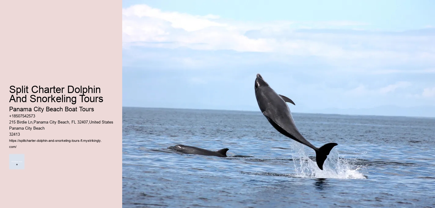 Swimming With Dolphins