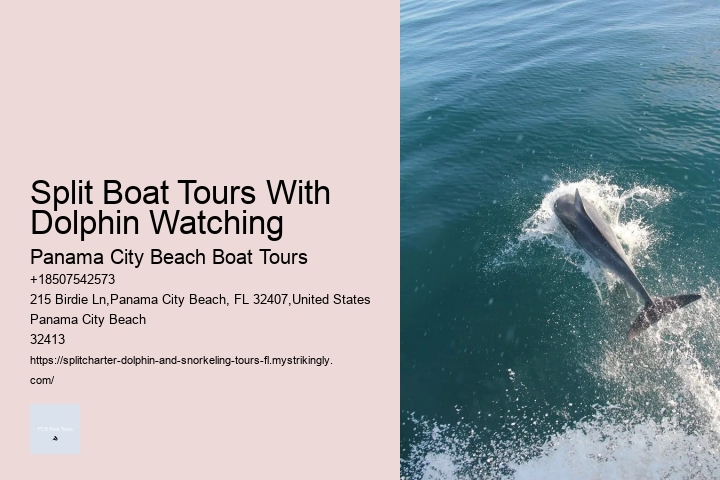 Dolphin Excursions Snorkel Adventure