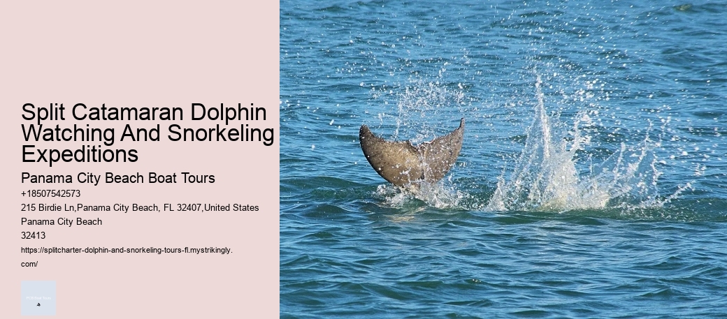 Split Catamaran Dolphin Watching And Snorkeling Expeditions