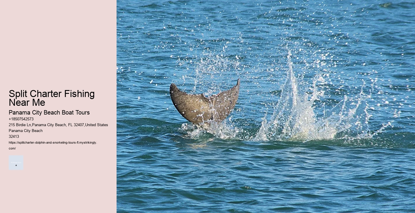 Dolphin Snorkeling Aruba