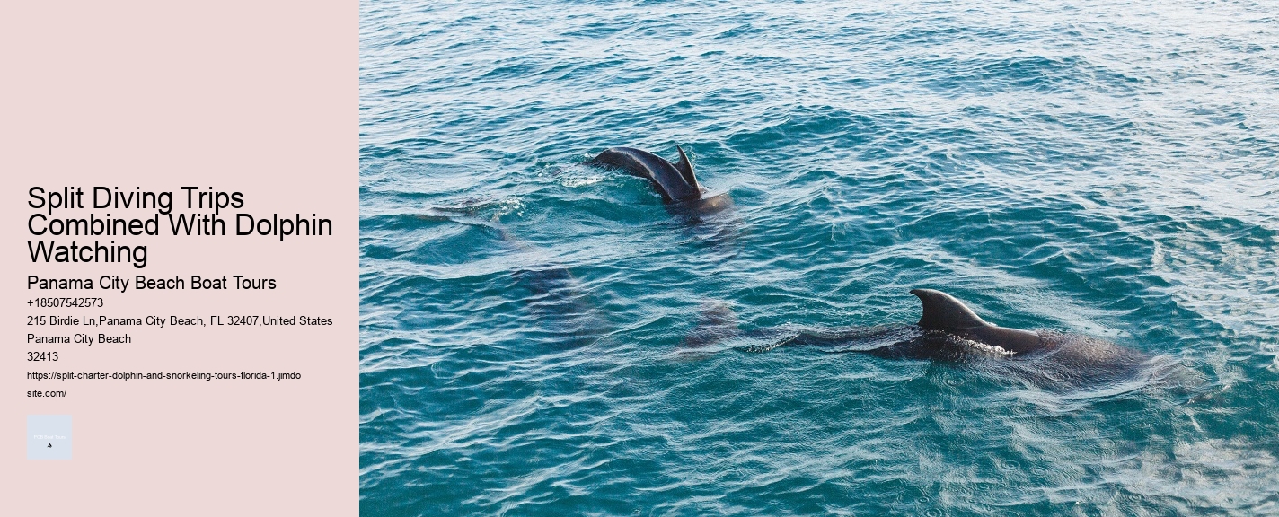 Split Diving Trips Combined With Dolphin Watching