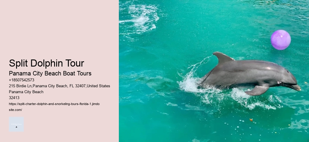 Dolphin Charter Boat