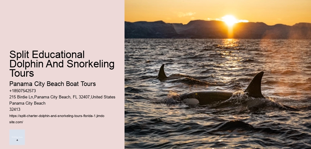 Dolphin Snorkeling Adventures Departing From Split