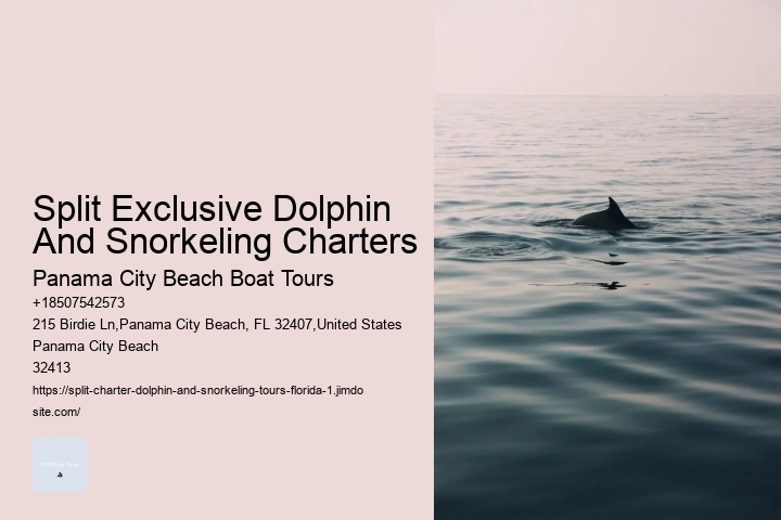 Split Vip Dolphin Watching And Snorkeling Tours