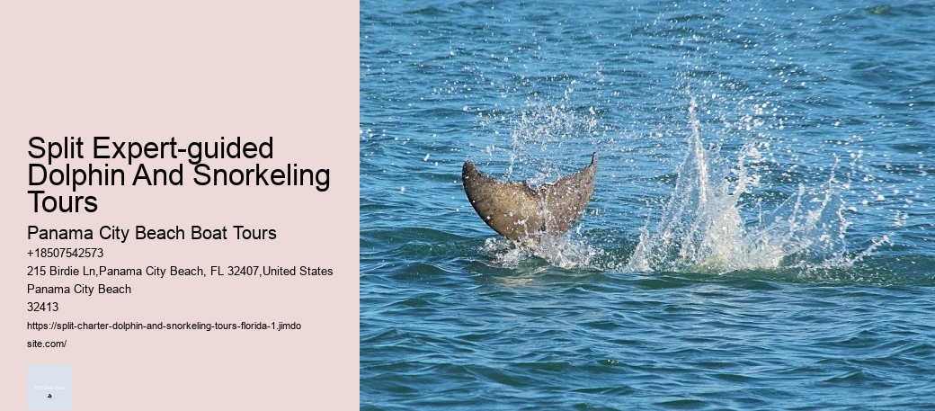 Split Expert-guided Dolphin And Snorkeling Tours