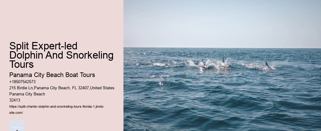 Split Expert-led Dolphin And Snorkeling Tours