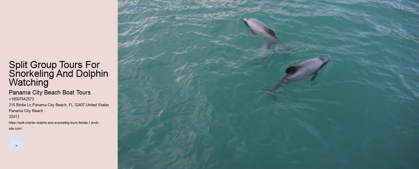 Split Group Tours For Snorkeling And Dolphin Watching