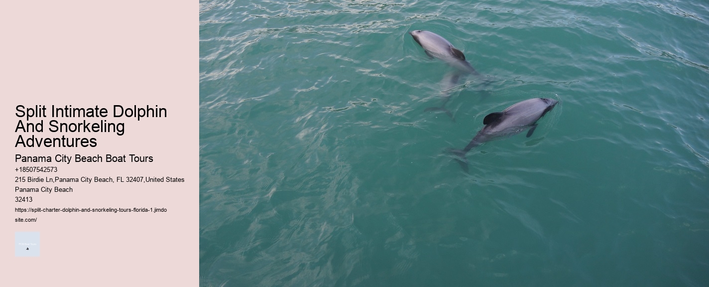 Split Intimate Dolphin And Snorkeling Adventures