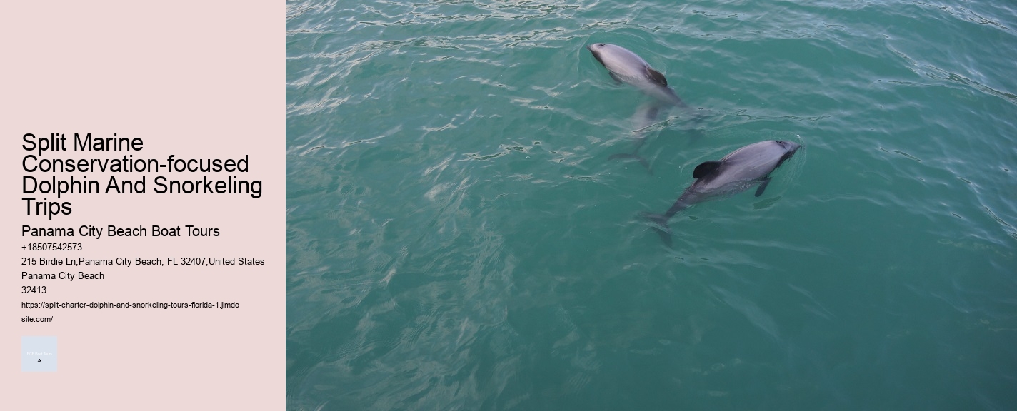 Split Catamaran Dolphin Watching And Snorkeling Expeditions