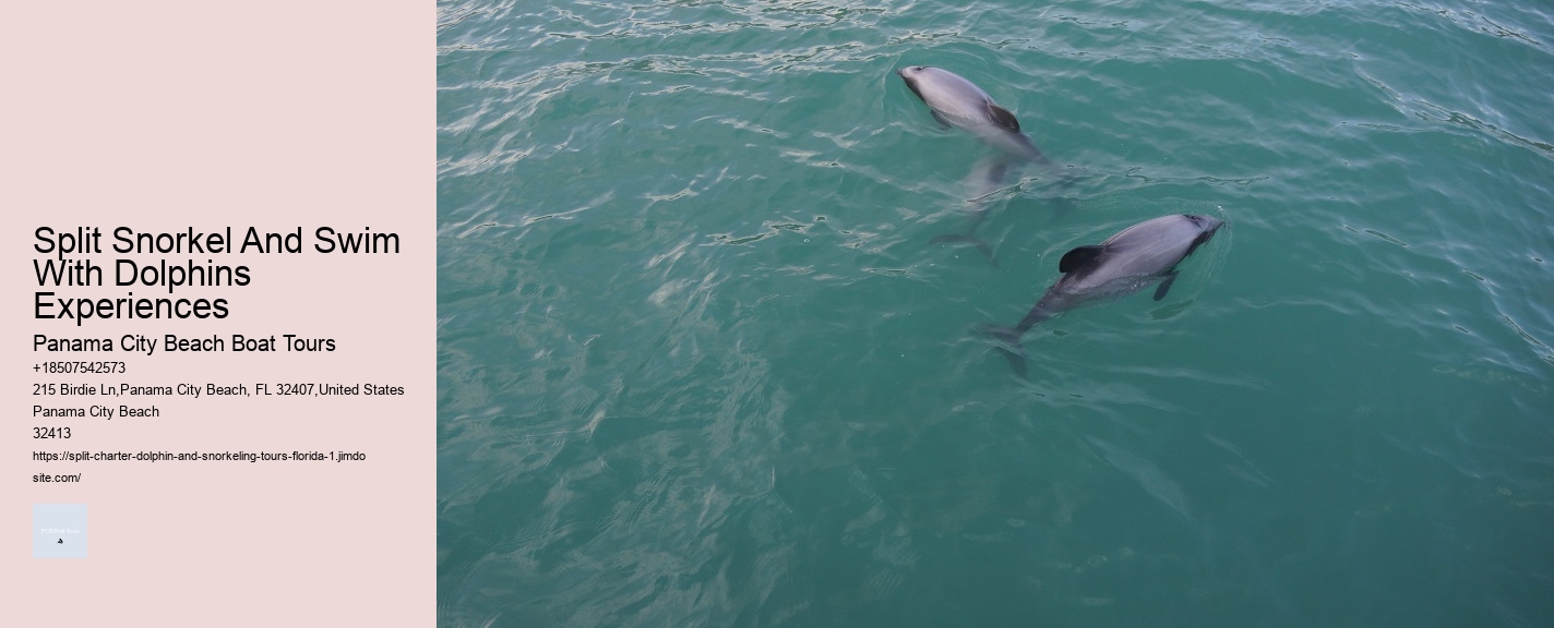 What Is The Difference Between Dolphin Swim And Dolphin Encounter
