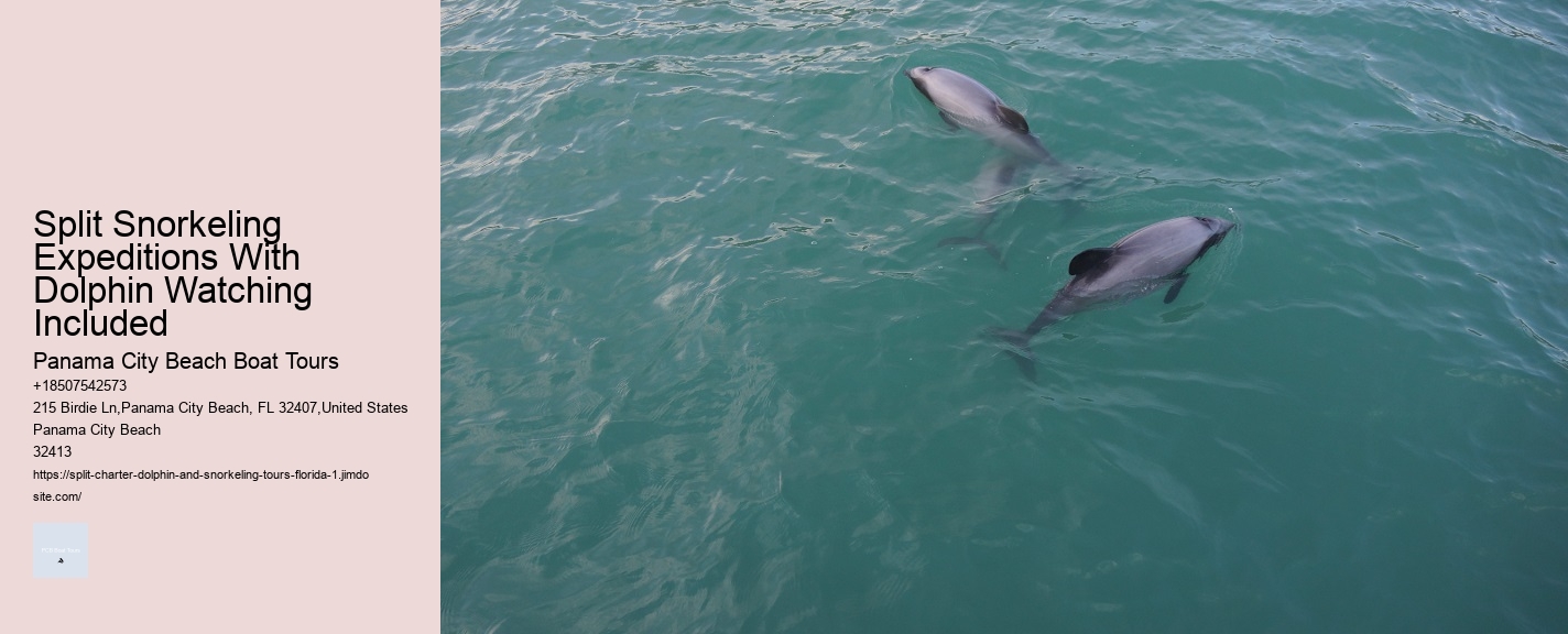 Split Snorkeling Expeditions With Dolphin Watching Included