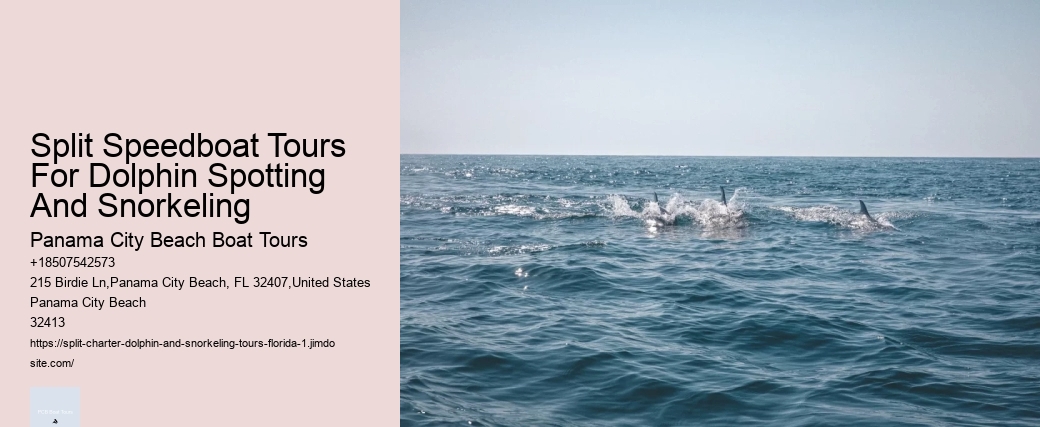Split Speedboat Tours For Dolphin Spotting And Snorkeling