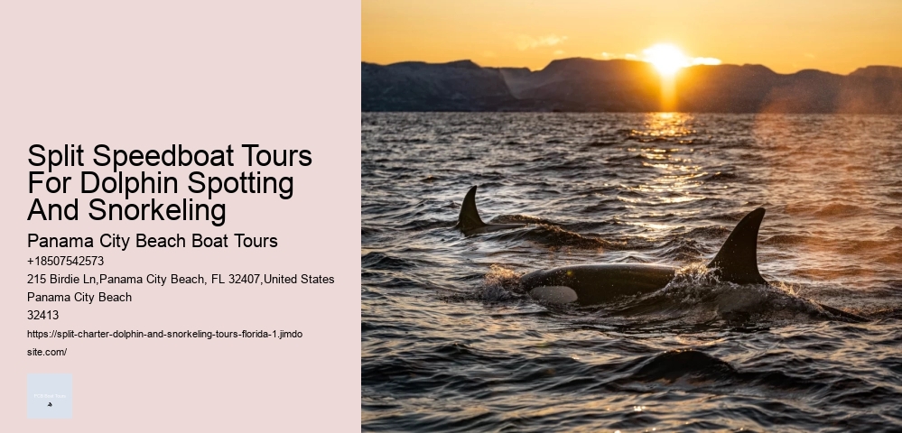 Split Marine Conservation-focused Dolphin And Snorkeling Trips