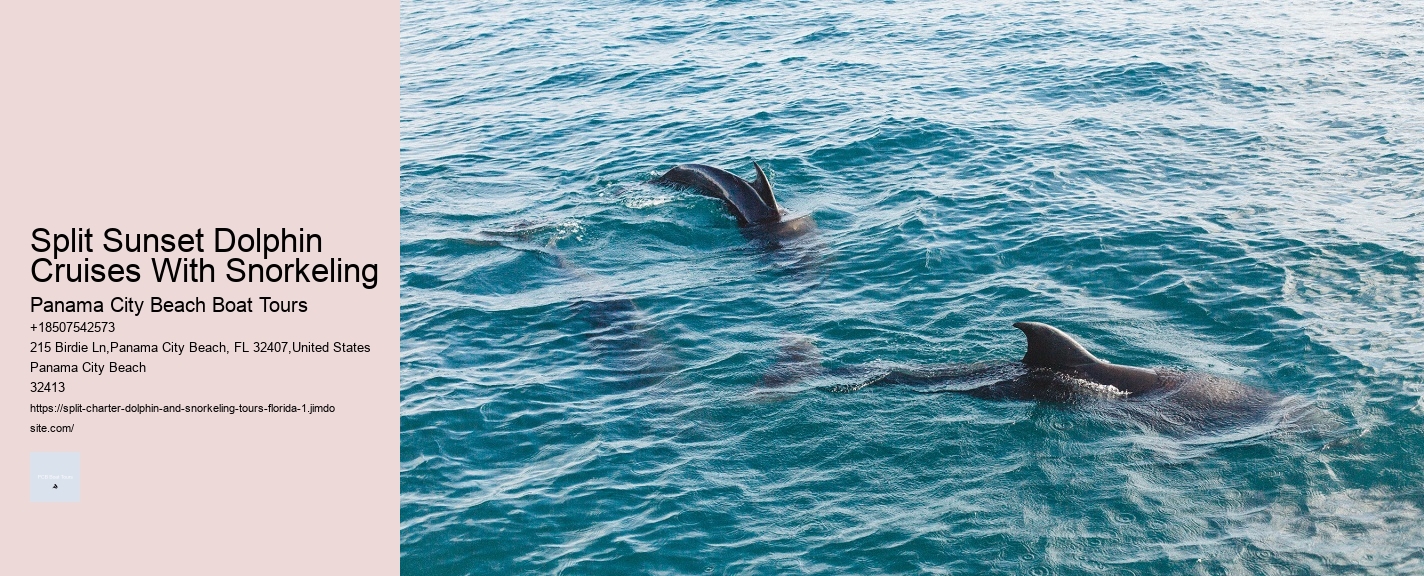 Do You Need To Know How To Swim To Swim With Wild Dolphins