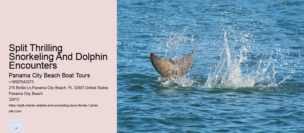 Split Thrilling Snorkeling And Dolphin Encounters