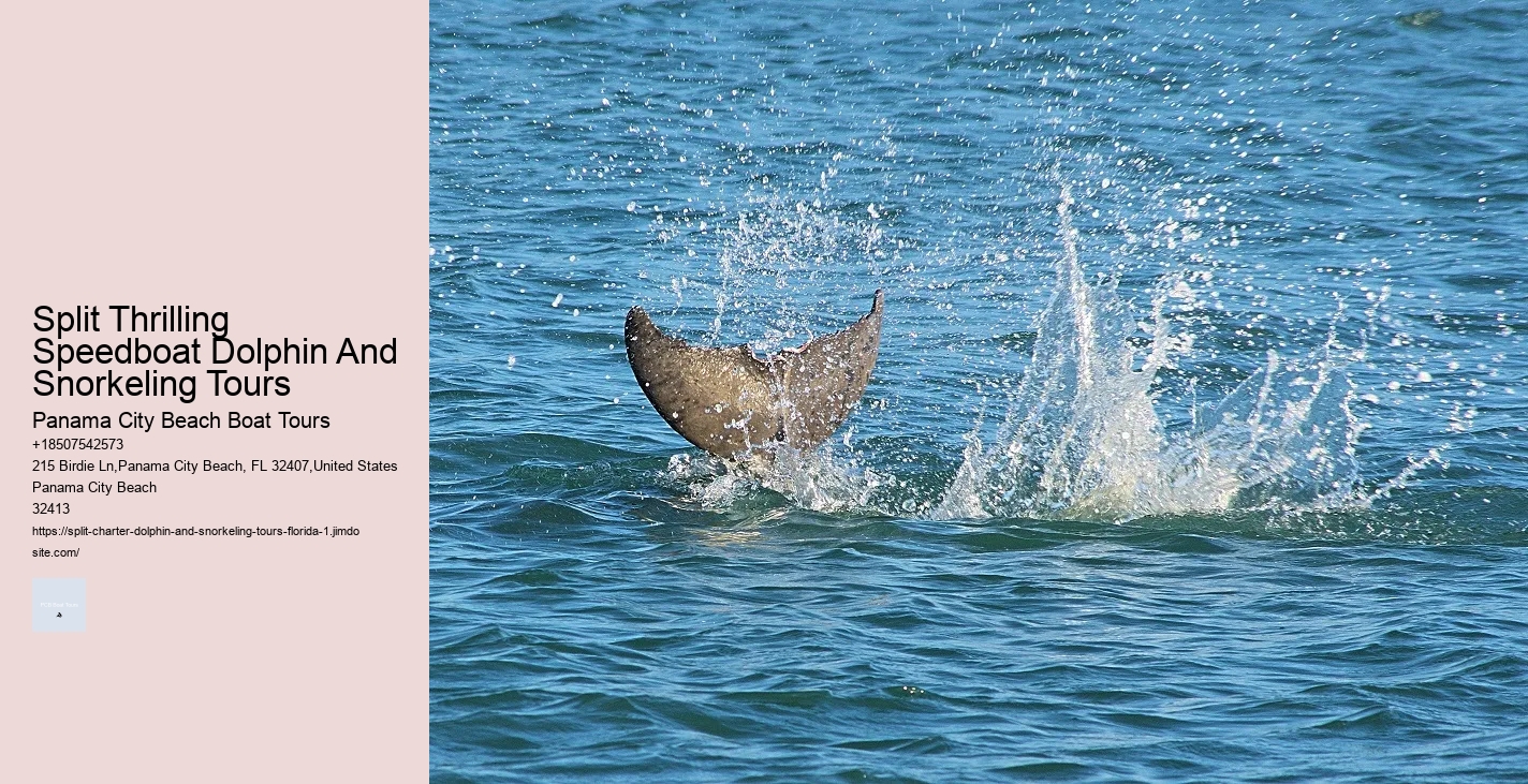 Why Do Dolphins Swim Around You