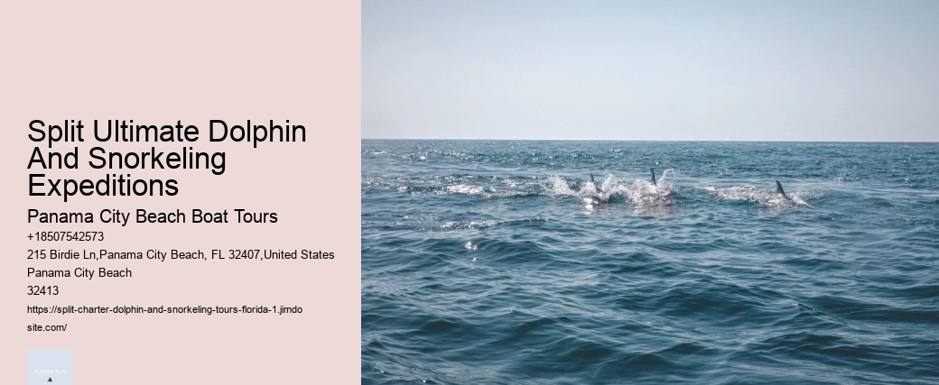 What Do You Wear To Swim With Dolphins