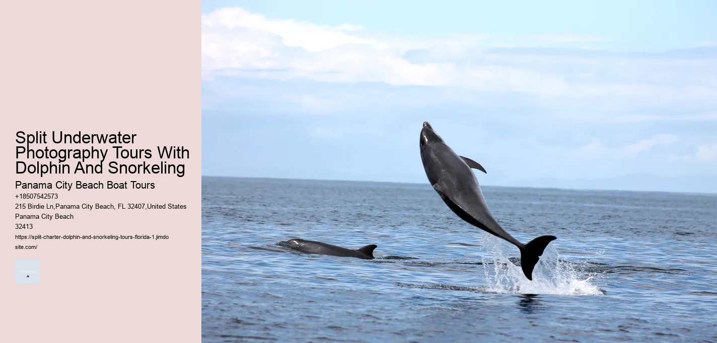 Split Underwater Photography Tours With Dolphin And Snorkeling